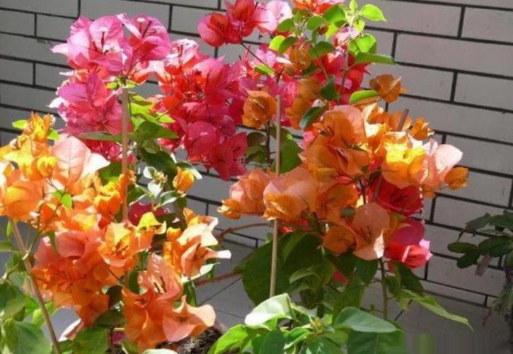 太阳花品种大全（6种耐晒花都喜欢大太阳）