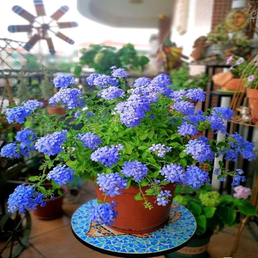 太阳花品种大全（6种耐晒花都喜欢大太阳）