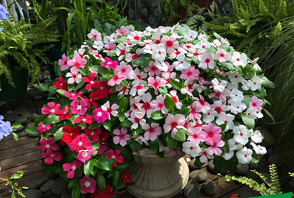 太阳花品种大全（6种耐晒花都喜欢大太阳）