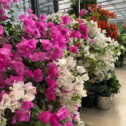 太阳花品种大全（6种耐晒花都喜欢大太阳）