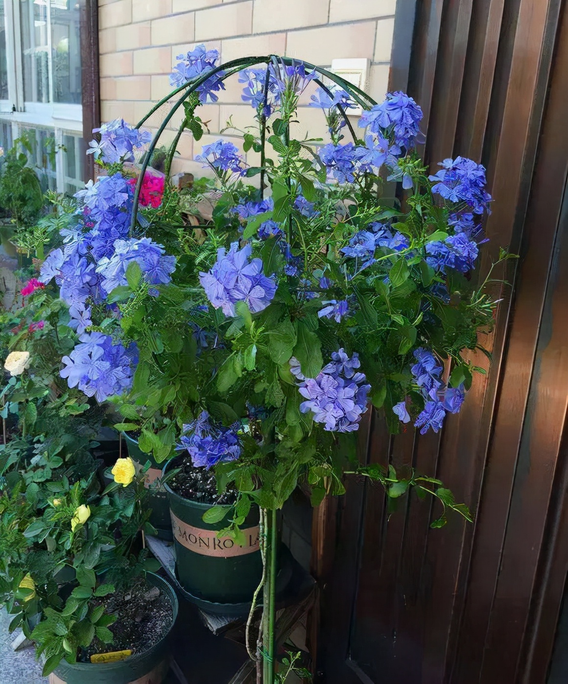 太阳花品种大全（6种耐晒花都喜欢大太阳）