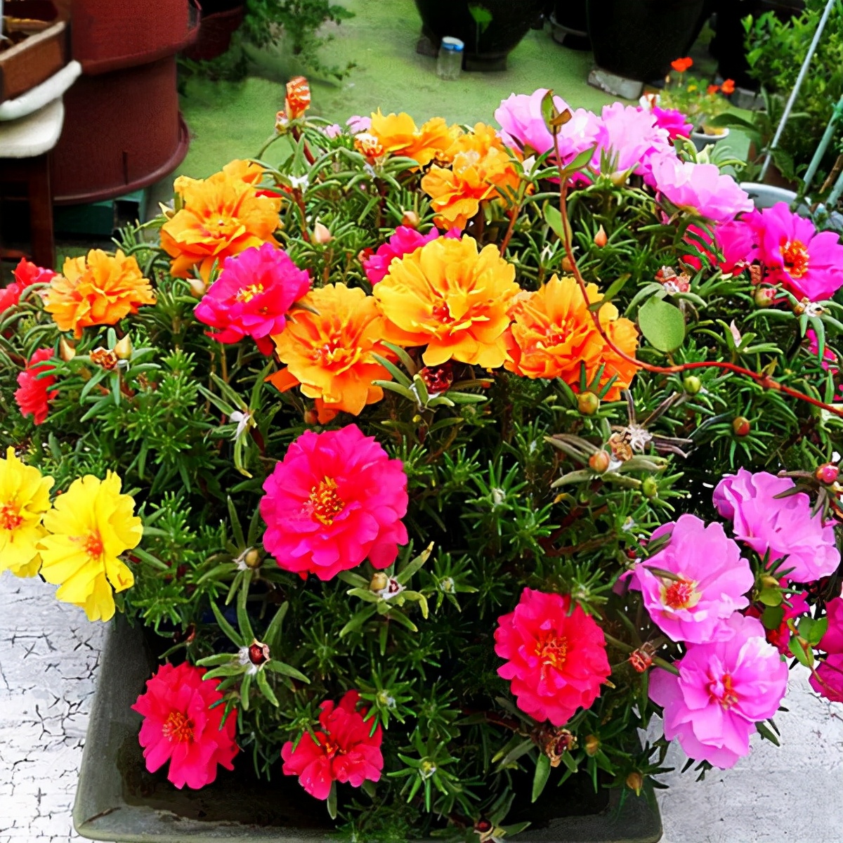 太阳花品种大全（6种耐晒花都喜欢大太阳）