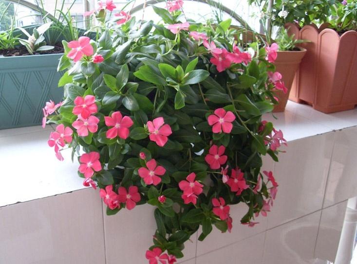 太阳花品种大全（6种耐晒花都喜欢大太阳）