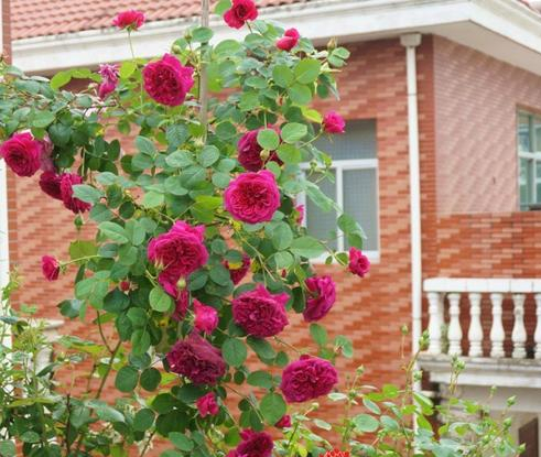 太阳花品种大全（6种耐晒花都喜欢大太阳）