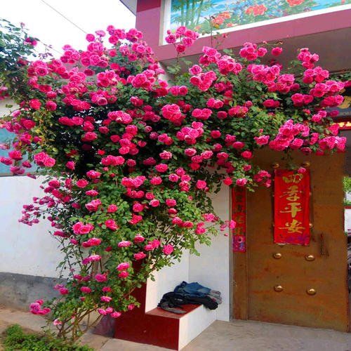 太阳花品种大全（6种耐晒花都喜欢大太阳）