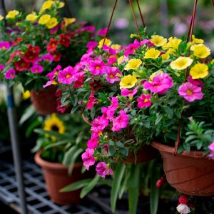 ​太阳花品种大全（6种耐晒花都喜欢大太阳）