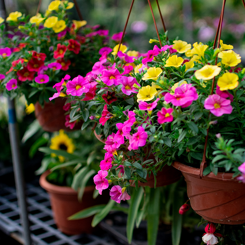 太阳花品种大全（6种耐晒花都喜欢大太阳）