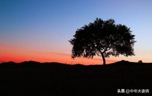 山楂树之恋影评1500字(山楂树之恋影评范文1000字)-第2张图片-