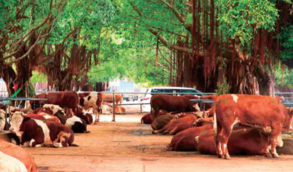 东莞春节习俗,广东春节的风俗有哪些作文图7