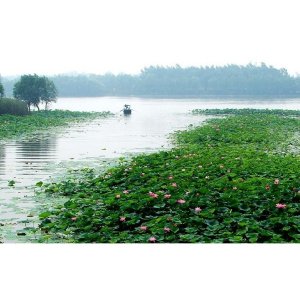 ​「文学」孙犁《荷花淀》原文