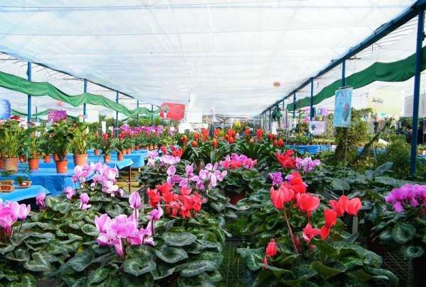 斗南鲜花批发市场在哪里,附近花卉市场批发市场在哪里图8