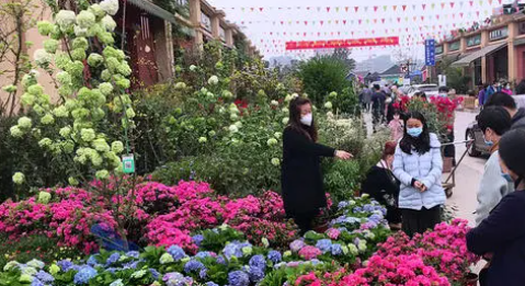 斗南鲜花批发市场在哪里,附近花卉市场批发市场在哪里图7