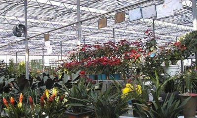 ​斗南鲜花批发市场在哪里,附近花卉市场批发市场在哪里