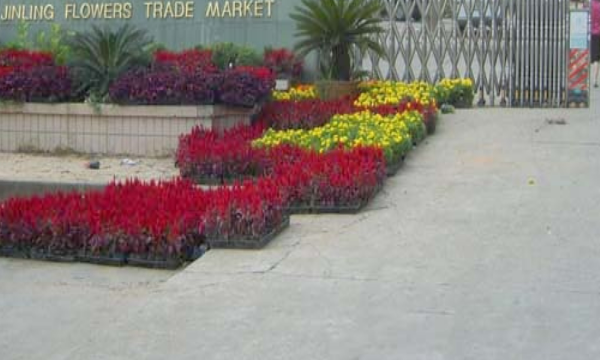 斗南鲜花批发市场在哪里,附近花卉市场批发市场在哪里图3