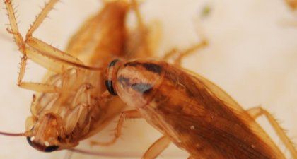 去除蟑螂家庭小妙招有哪些,灭蟑螂的妙招有哪些图2