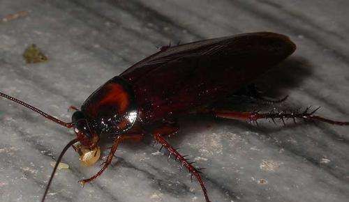 去除蟑螂家庭小妙招有哪些,灭蟑螂的妙招有哪些图4