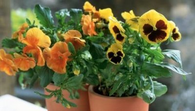 ​实木免漆板价格多少钱一张实木免漆板多少一张