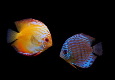 ​七彩神仙鱼的品种-七彩神仙鱼的风水学应用