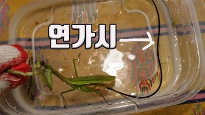 ​什么是铁线虫(什么是铁线虫病症状)