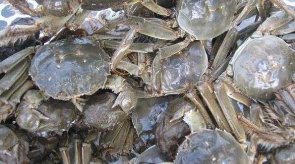 帝王蟹壳软怎么回事,帝王蟹壳软了是不是不新鲜了图8