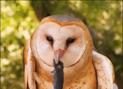 ​20张诡异生物照：沙皮狗长得像猪脑子，蝉被掏空身体仍能存活