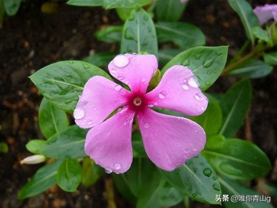 ​草药界的万能金钥匙——长春花