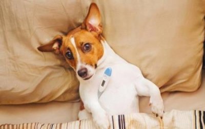 ​宠物安乐死的针多少钱宠物安乐死针多少钱一针