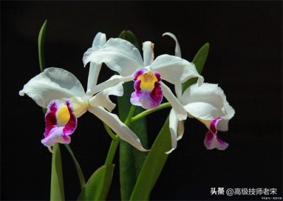 ​兰花栽培的土壤之选：寻找最适宜的培育环境