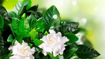 ​抖音达人怎么开通抖音创作达人申请