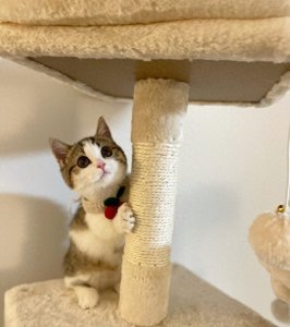 ​《猫命关天！厦门男子自制箭虐猫，被拘大快人心？》