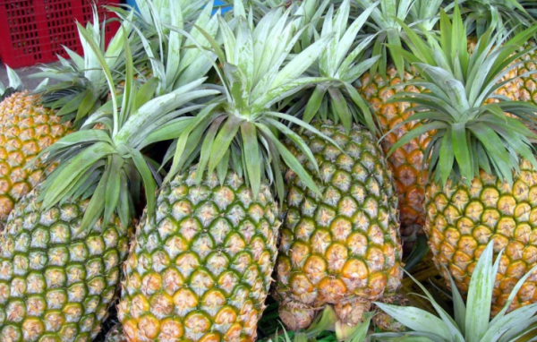 削好的菠萝可以放冰箱隔夜,削好的菠萝可以放到第二天吗图4