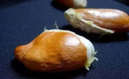 榴莲籽可以生吃,榴莲核可不可以生吃图3
