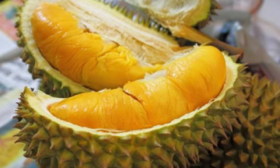 ​榴莲籽可以生吃,榴莲核可不可以生吃