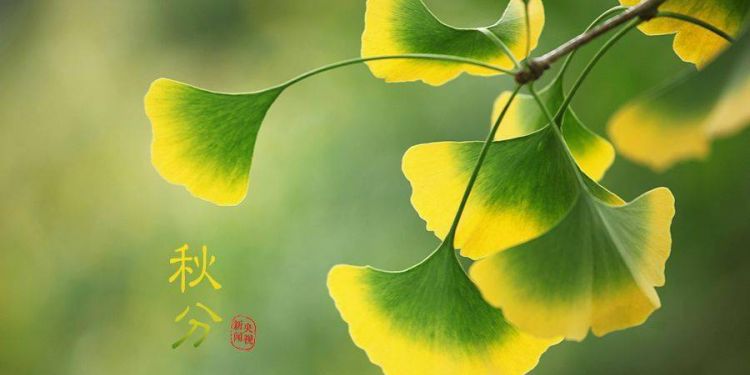 秋分象征着什么:秋分代表什么