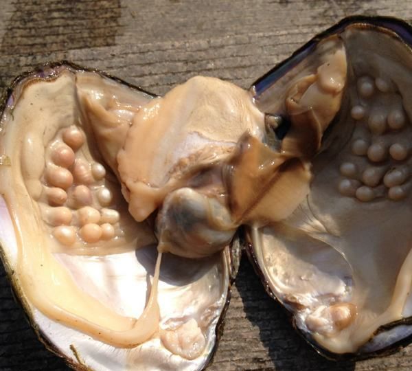 珍珠蚌取出珍珠会死,河蚌取完珍珠了怎么办图2