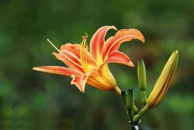 ​山海经里好听的植物名