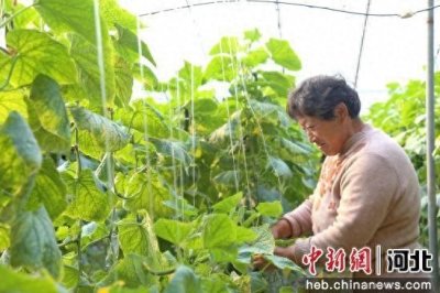 ​河北馆陶：人勤春早农事忙