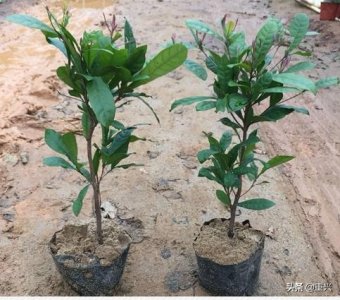 ​海南“天下第一奇果”——神秘果