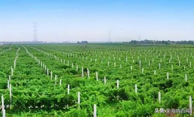 ​红酒市场主要在哪里？红酒市场有多大