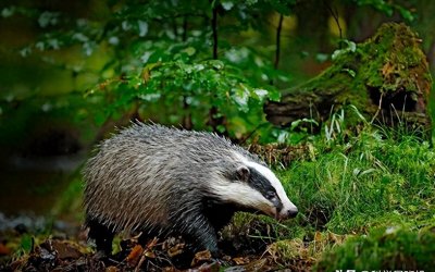 ​40年前的农田“害兽”，却被人发现浑身都是宝，如今一只卖上千元