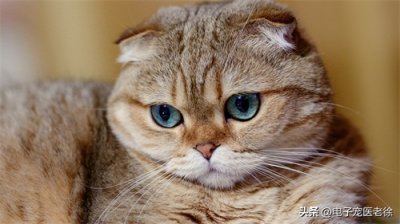 ​养猫久了才明白，猫咪突然满屋子“疯跑”，原来是在给主人暗号