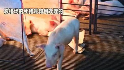 ​养猪场的死猪是如何处理的，都做成火腿了吗？现在终于弄明白了