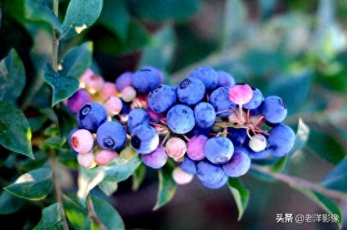蓝莓开花会是什么样呢？吃过蓝莓的你不一定知道！