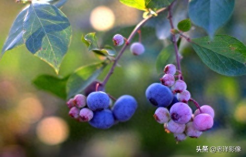 蓝莓开花会是什么样呢？吃过蓝莓的你不一定知道！