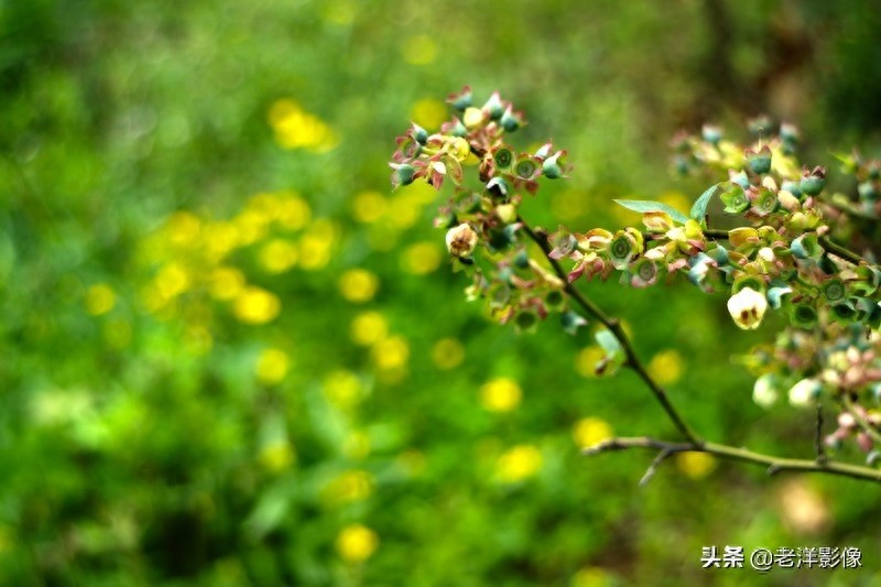 蓝莓开花会是什么样呢？吃过蓝莓的你不一定知道！