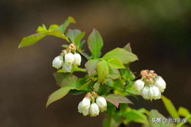 蓝莓开花会是什么样呢？吃过蓝莓的你不一定知道！