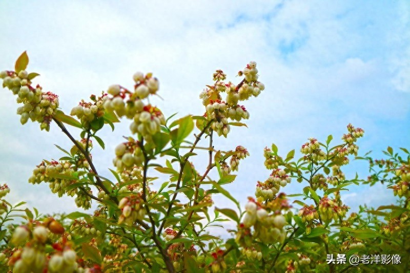 蓝莓开花会是什么样呢？吃过蓝莓的你不一定知道！