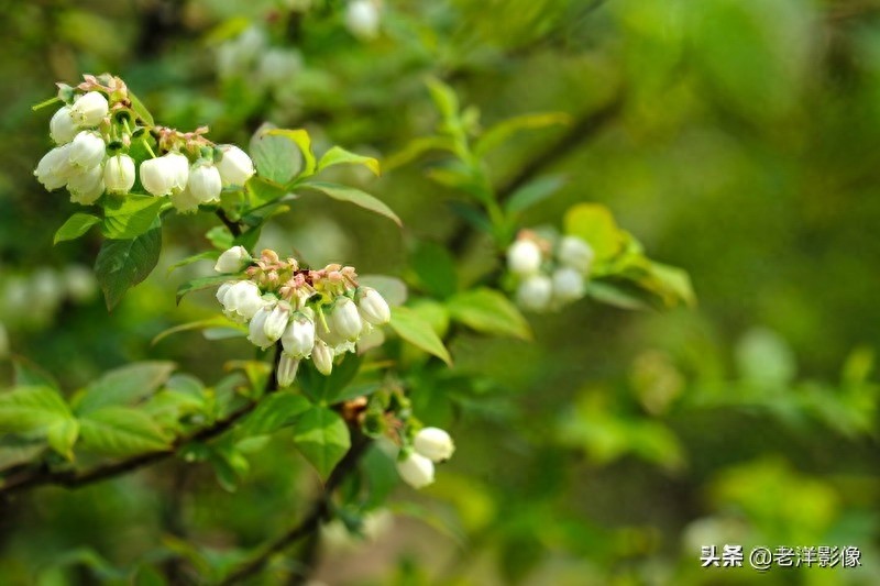 蓝莓开花会是什么样呢？吃过蓝莓的你不一定知道！