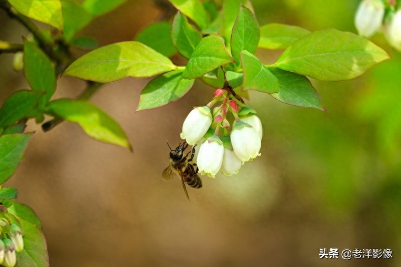 蓝莓开花会是什么样呢？吃过蓝莓的你不一定知道！