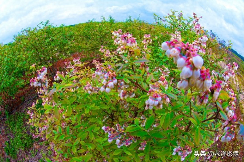 蓝莓开花会是什么样呢？吃过蓝莓的你不一定知道！